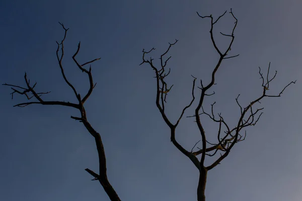 Masinagudi 'de, Mudumalai Ulusal Parkı' nda, Tamil Nadu 'da, Karnataka Eyalet sınırında, gökyüzü arka planında yaprakları olmayan bir ağaç. Gökyüzü arkaplanına karşı ağaç silueti. — Stok fotoğraf