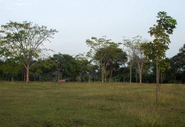 View of the trees in the forest area along Masinagudi, Mudumalai National Park, Tamil Nadu - Karnataka State border, India. clipart