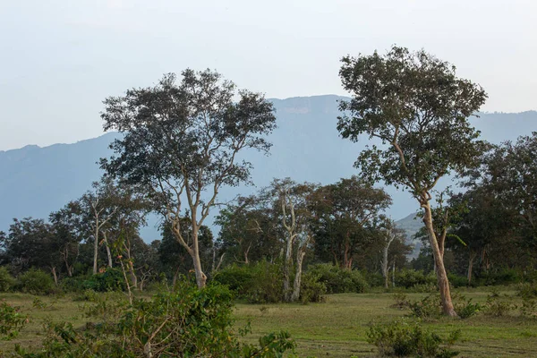 Вид на деревья в лесной зоне вдоль Масинагуди, Национальный парк Мудумалай, Тамил Наду - граница штата Карнатака, Индия . — стоковое фото
