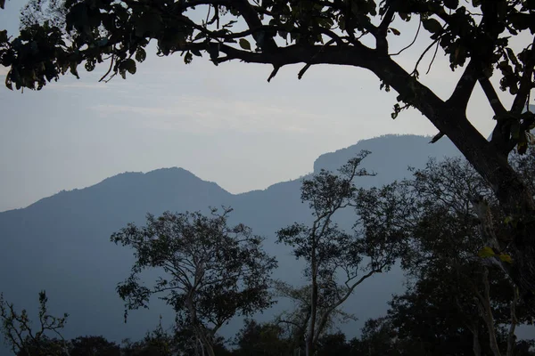 Mooi silhouet effect van boomtak met natuurlijk frame. Foto 's in Masinagudi, Mudumalai National Park, Tamil Nadu - grens met de deelstaat Karnataka, India. — Stockfoto