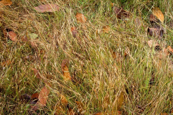 Feuilles tombées séchées sur l'herbe inégale dans la zone forestière — Photo