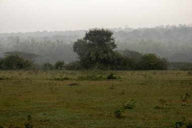 Masinagudi, Mudumalai Ulusal Parkı, Tamil Nadu - Karnataka Eyalet Sınırı, Hindistan.