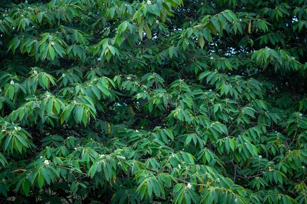 Gröna blad i ett träd längs Masinagudi, Mudumalai nationalpark, Tamil Nadu - Karnataka statsgräns, Indien. — Stockfoto