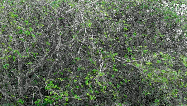 Green leaves in a tree along Masinagudi, Mudumalai National Park, Tamil Nadu - Karnataka State border, India. — Stock Photo, Image