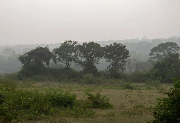 Vacker utsikt över landskapet av en dimmig morgon i Masinagudi, Mudumalai nationalpark, Tamil Nadu - Karnataka statsgränsen, Indien. — Stockfoto