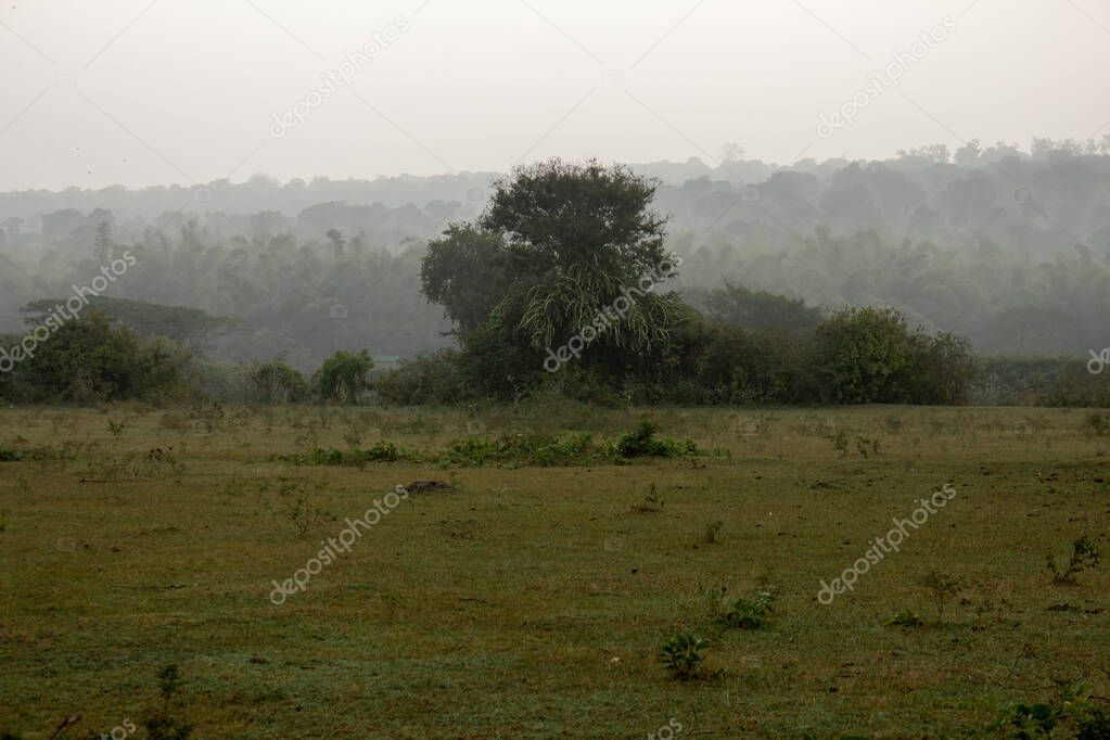 Beautiful landscape view of a foggy morning in Masinagudi, Mudumalai National Park, Tamil Nadu - Karnataka State border, India.