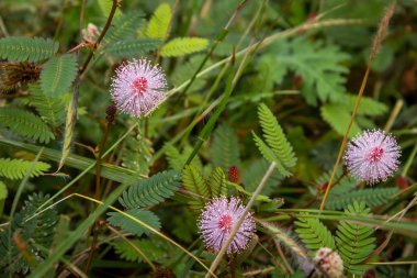 Masinagudi 'den Mimosa pudica çiçeği, Mudumalai Ulusal Parkı, Tamil Nadu - Karnataka Eyalet sınırı, Hindistan. Çiçek açmadan dokun bana..