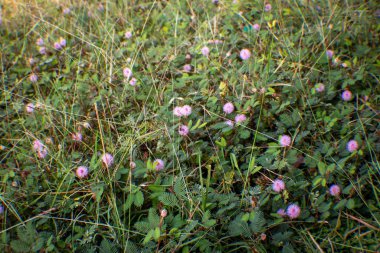Masinagudi 'den Mimosa pudica çiçeği, Mudumalai Ulusal Parkı, Tamil Nadu - Karnataka Eyalet sınırı, Hindistan. Çiçek açmadan dokun bana..