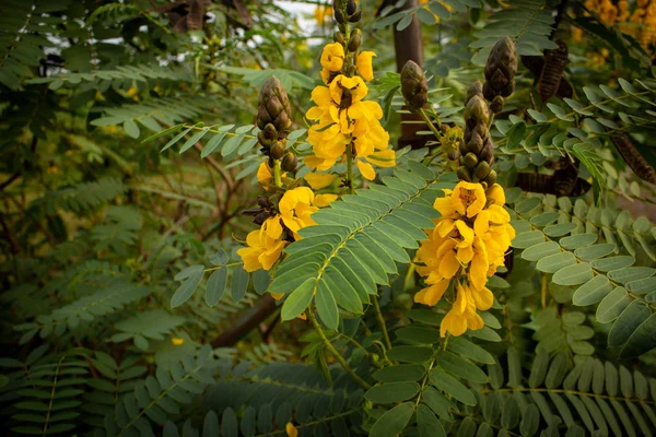 Schöne gelbe Blüten, die gemeinhin als Popcorn-Cassia (senna didymobotrya) bezeichnet werden, gesehen in Masinagudi, Mudumalai Nationalpark, Tamil nadu - Karnataka Staatsgrenze, Indien. — Stockfoto