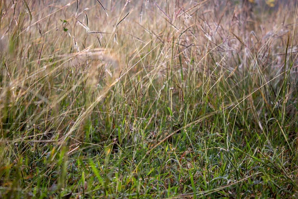 Close view of the wild grass growth along the forest area in Masinagudi, Mudumalai National Park, Tamil Nadu - Karnataka State border, India. Use for nature concept — Stock Photo, Image