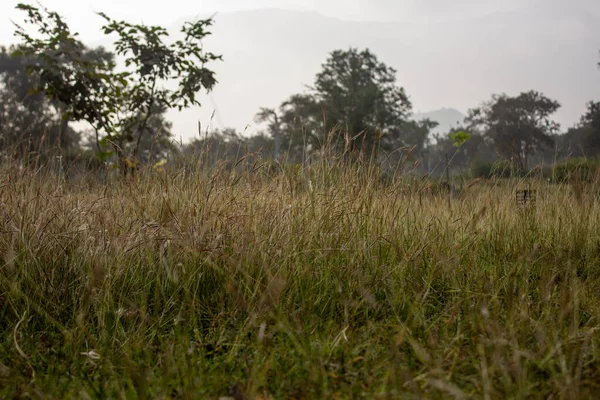 Vista cercana del crecimiento de la hierba silvestre a lo largo de la zona forestal en Masinagudi, Parque Nacional Mudumalai, Tamil Nadu - frontera del estado de Karnataka, India. Uso para el concepto de naturaleza —  Fotos de Stock