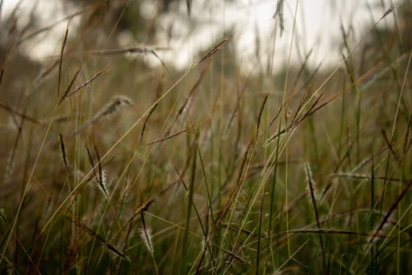 Close view of the wild grass growth along the forest area in Masinagudi, Mudumalai National Park, Tamil Nadu - Karnataka State border, India. Use for nature concept — Stock Photo, Image