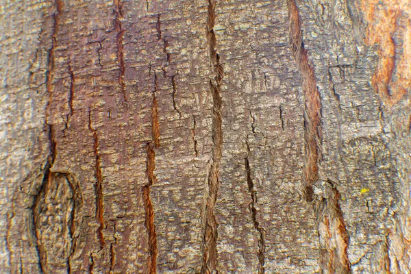 Vista de la textura y el fondo de la corteza del árbol. Uso para el concepto de naturaleza — Foto de Stock