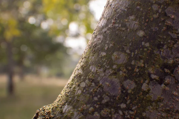 Vue de la texture de l'écorce d'arbre avec fond naturel. Utilisez pour le concept de nature. Photographié à Masinagudi, parc national de Mudumalai, Tamil Nadu - frontière de l'État du Karnataka, Inde . — Photo