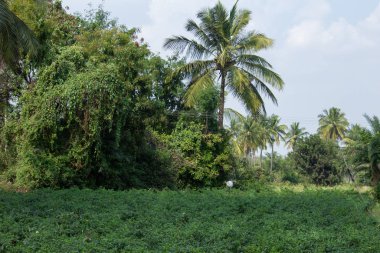 Kolar yakınlarındaki yeşil biber çiftliği, Karnataka, Hindistan. Yeşil biber çiftliği.
