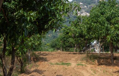 Mango ağacı tarlası manzarası. Mango ağacı çiftliği.