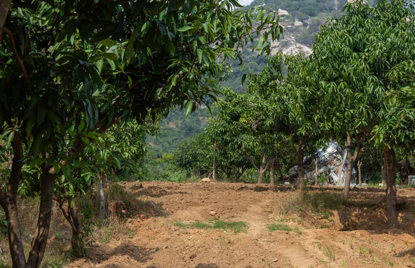 Widok na plantację drzew mango. Farma drzew mango. — Zdjęcie stockowe