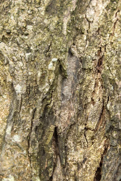 Vue de la texture et du fond de l'écorce d'arbre. Utilisation pour la nature concept — Photo