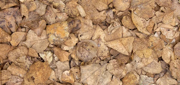 Bunte abgefallene Blätter auf Waldboden Hintergrund. getrocknete Blätter über dem Feld. Nutzung für Naturkonzept. — Stockfoto