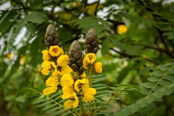 Гарні жовті квіти, які зазвичай називають попкорн касія (Senna didymobotrya), можна побачити в національному парку Масінагуді, що на кордоні штату Тамілнад - Карнатака (Індія).. — стокове фото