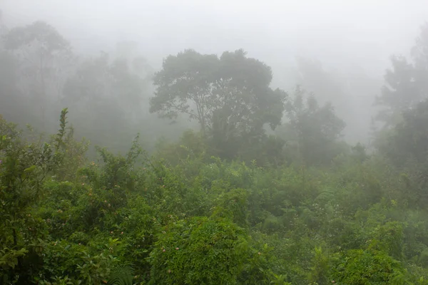 De mist, motregen over het heuvelachtige landschap in Yercaud, Tamil Nadu, India — Stockfoto