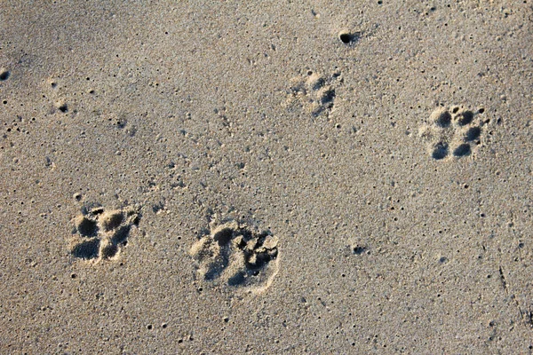 Huellas de pies de perro en arena de playa . — Foto de Stock