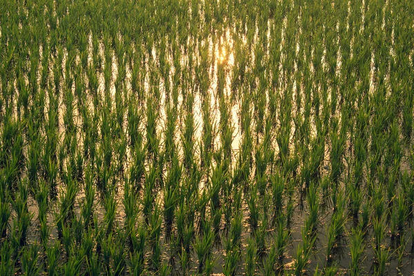 Blick auf die Reisfelder, Tamil Nadu, Indien. Blick auf Reisfelder mit der Abendsonne. — Stockfoto