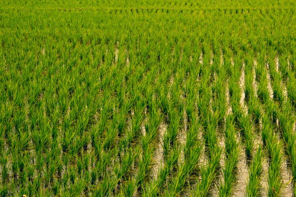 Malerischer Blick auf die Reisfelder, Tamil Nadu, Indien. Fokus auf Feldfrüchte im Vordergrund. — Stockfoto