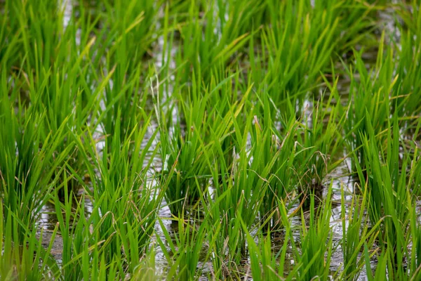 Widok na pola ryżowe, Tamil Nadu, Indie. Widok pól Paddy. — Zdjęcie stockowe