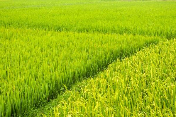 Landschaft Blick auf die Reisfelder, Tamil Nadu, Indien. Blick auf Reisfelder. — Stockfoto