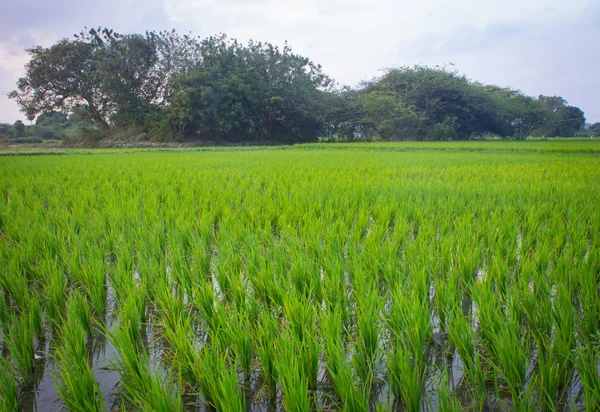 Landschaft Blick auf die Reisfelder, Tamil Nadu, Indien. Blick auf Reisfelder. — Stockfoto