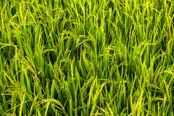 Vista panoramica delle risaie, Tamil Nadu, India. Campo di risaia con grani . — Foto Stock