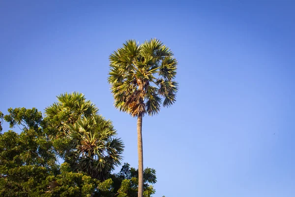Palmengruppe mit blauem Himmel in Pulicat, Tamil Nadu, Indien. Pulicat ist eine Stadt nördlich von Chennai. — Stockfoto