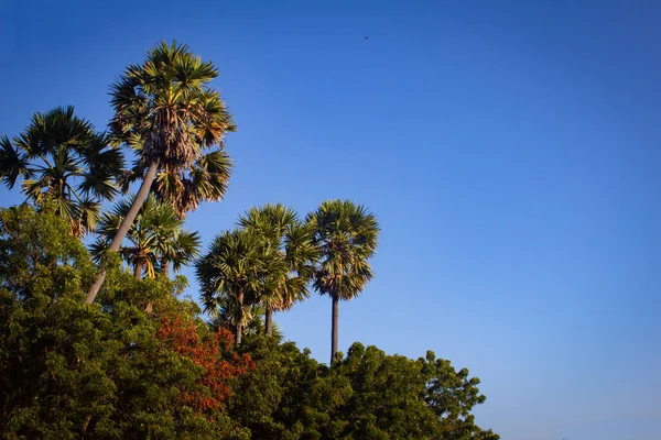 Palmengruppe mit blauem Himmel in Pulicat, Tamil Nadu, Indien. Pulicat ist eine Stadt nördlich von Chennai. — Stockfoto