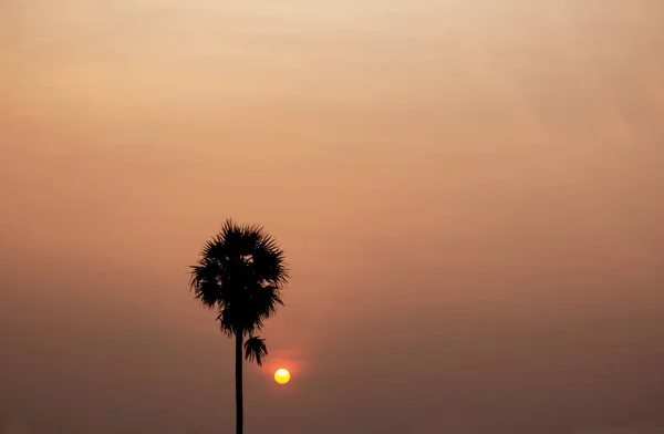 Günbatımında Gökyüzü Arka Planında Yalnız Bir Palmiye Ağacı — Stok fotoğraf