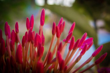 Ixora Coccinea 'nın çiçekli güzel manzarası. Ayrıca orman sardunyası, orman alevi ya da orman alevi olarak da bilinir. Surinam 'ın Ulusal Çiçeği