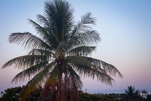 Blick Auf Kokosnussbaum Mit Abendhimmel Hintergrund — Stockfoto