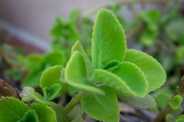 Taze yeşil yapraklı Hint Borage (Botanik adı - Plectranthus amboinicus))