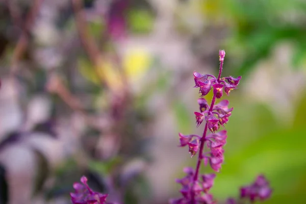 Hermosa Vista Albahaca Sagrada Hoja Verde Púrpura Krishna Tulsi Planta — Foto de Stock