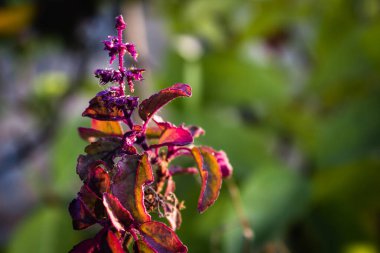 Mor yeşil yapraklı kutsal fesleğen (Krishna tulsi) aromatik bitkinin güzel manzarası. Aynı zamanda Ocimum tenuiflorum olarak da bilinir. Yapraklara odaklan.