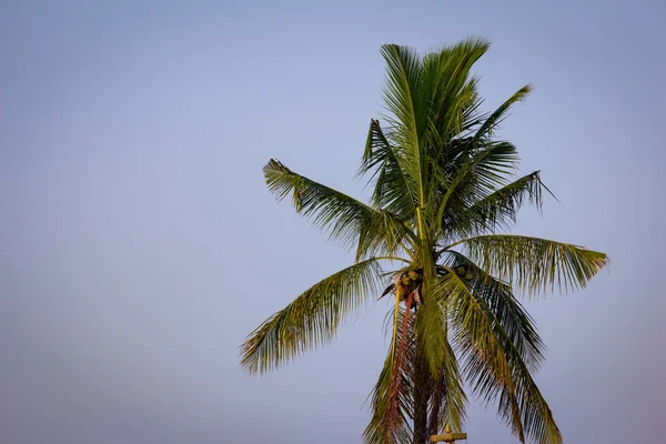 Vista Cocotero Con Fondo Cielo — Foto de Stock