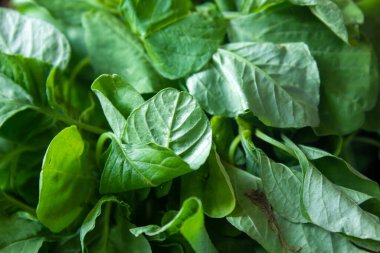 Çin ıspanağının yeşil yaprakları (ayrıca Amaranthus dubius olarak da bilinir). Tamilce Arai keerai olarak bilinir..