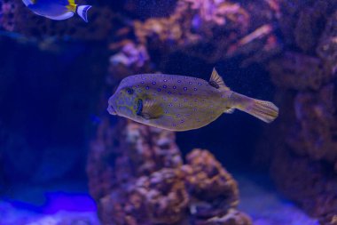 Su altı dünyası - mavi suda yüzen güzel kutulu balıkların makro çekimi