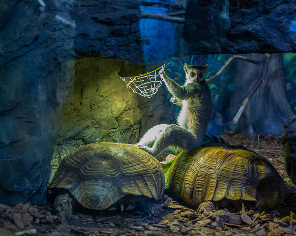 One lemur sits on the backs of two huge old turtles