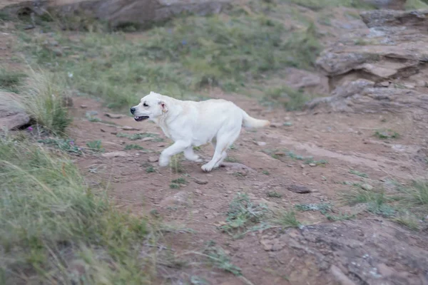 En glad vit labrador går runt i parken — Stockfoto