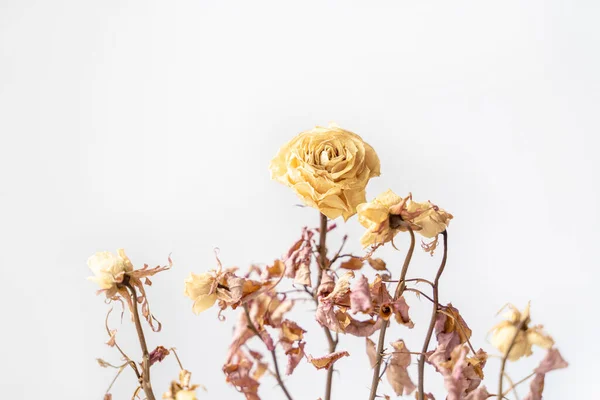 Kuru Odadaki Çiçeklerin Yakın Plan Gülü Bej Rengi Telifsiz Stok Fotoğraflar