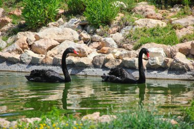 Bir çift siyah kuğu gölette yüzüyor.