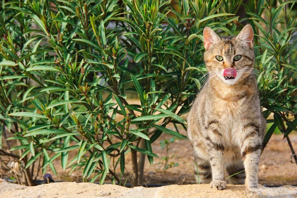 Incinta Tabby Gatto Ottiene Fuori Cespugli Lecca Bella — Foto Stock