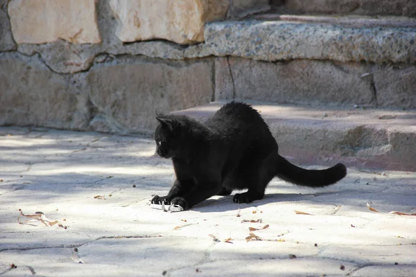 Gatto Nero Che Gioca Con Una Bacchetta Sulla Strada — Foto Stock