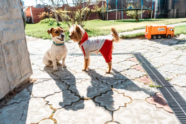 Yorkshire Terrier Incontrato Jack Russell Terrier Strada Accanto Una Casa — Foto Stock